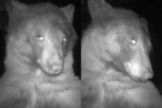 Un oso posó para tomarse selfies con una cámara de seguridad y cautivó a todos