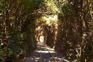 El tren pasa por túneles que se formaron naturalmente entre los árboles