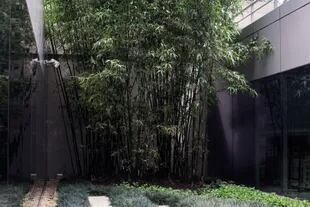 Los Phyllostachys son los bambúes que más se utilizan para formar cercos. Como a otras especies que cumplen esta función, en otoño hay que prestar atención a su salud.