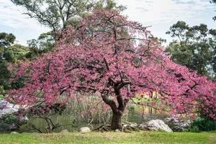 Los Sakuras simbolizan la felicidad efímera
