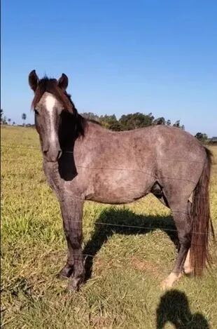 Alazão, el caballo que compró el brasileño Diogo Machado de 24 años.