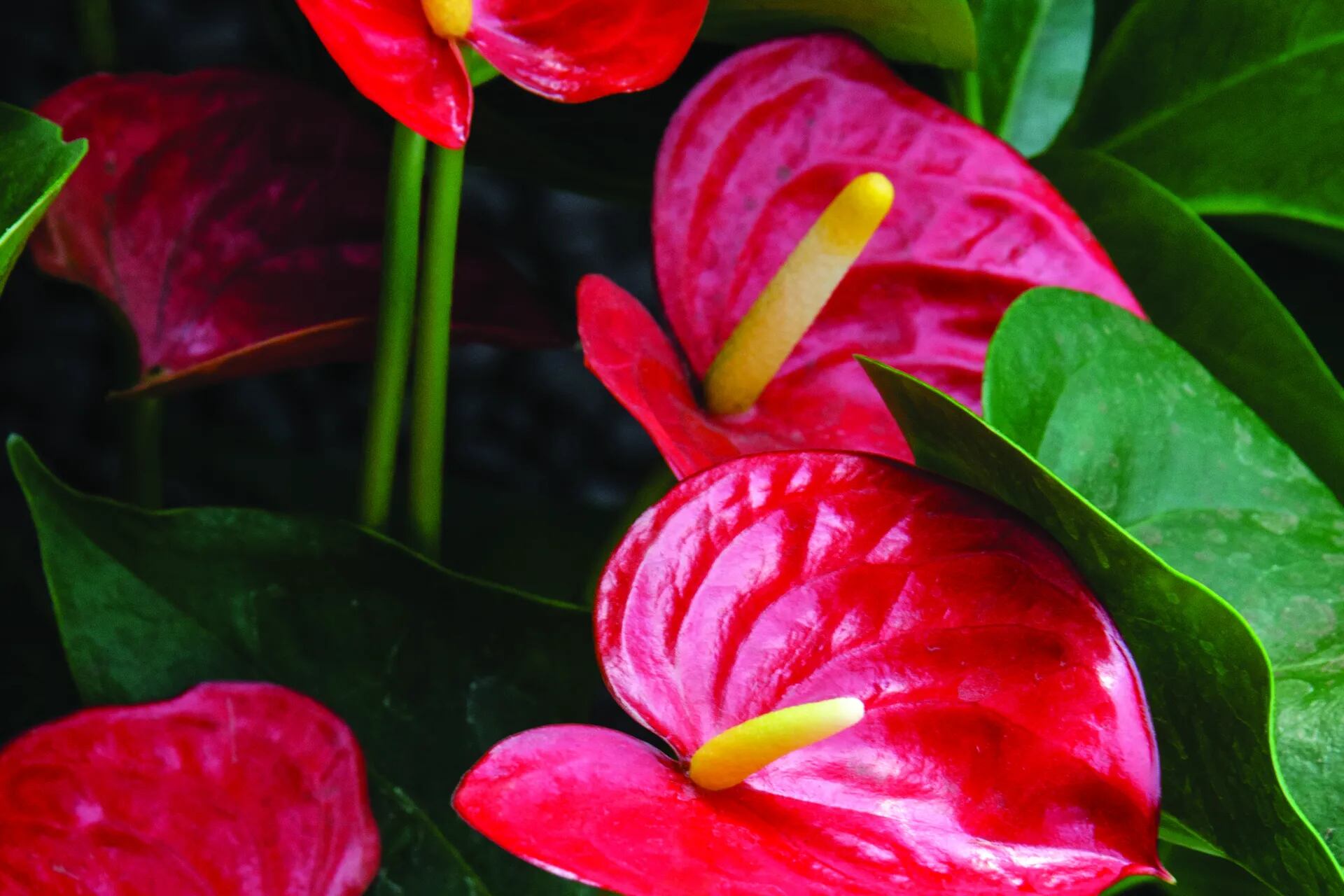 Cinco plantas de interior con flores vistosas para sumar color a tus  ambientes - LA NACION