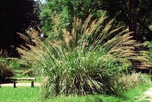 La paja colorada (Paspalum haumanii), es una hierba nativa perenne que, en la Argentina, vive espontáneamente en los pajonales de la Mesopotamia hasta la ribera rioplatense. Florece en primavera