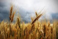 Se retrasan la siembra de maíz y la evolución del trigo en Estados Unidos