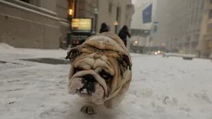 Un bulldog en las calles de Nueva York
