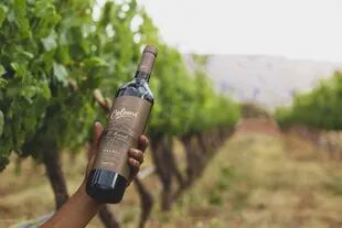 Donald Hess fue pionero en la producción de los vinos de altura