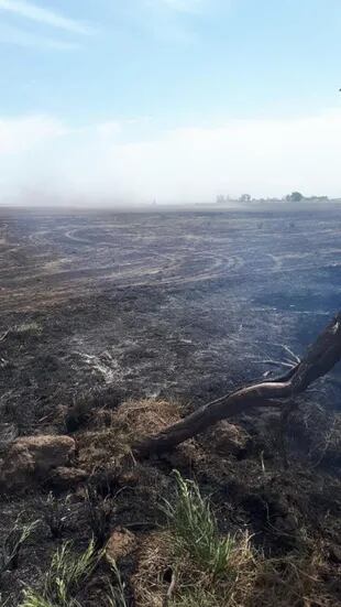 El campo del cliente de Spirandelli en donde se quemaron 55 hectáreas