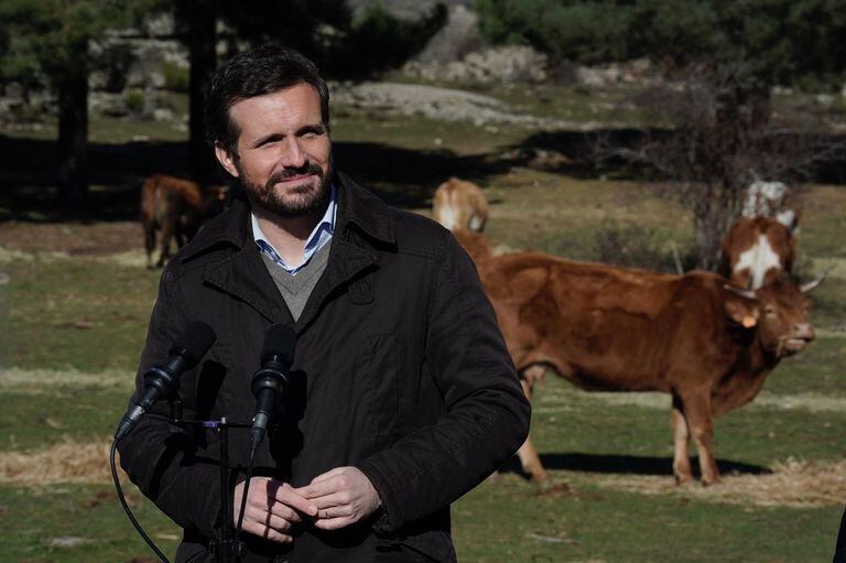 14-01-2022 El líder del PP, Pablo Casado, visita una explotación ganadera extensiva de vacuno en Navas del Marqués (Ávila), el 14 de enero de 2022. EUROPA ESPAÑA POLÍTICA DAVID MUDARRA (PP)