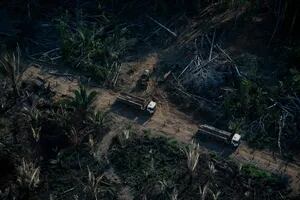 En 2021, el 40% de toda la pérdida de bosques nativos en el mundo ocurrió en Brasil