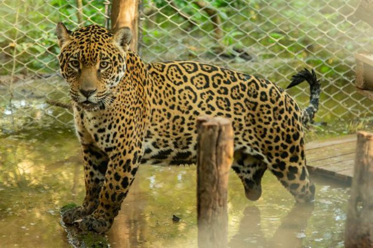Desde hace diez meses, el primer yaguareté o jaguar chaqueño al que se le instaló un collar GPS se mueve libremente por El Impenetrable y sus alrededores