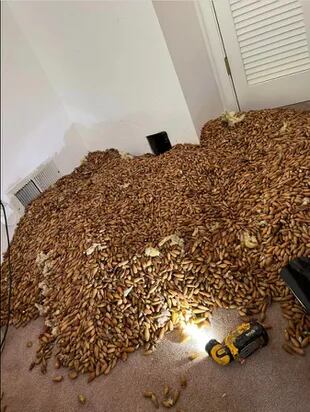 El equipo encontró más de 300 kilogramos de bellotas dentro de la pared