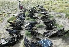 Sospechan que 34 cóndores murieron envenenados en el sudoeste mendocino