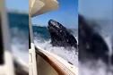 Una ballena saltó, golpeó un yate en la costa de Nueva York y generó terror