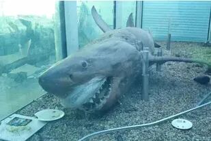 Hallan un tiburón de cinco metros abandonado en un parque acuático cerrado