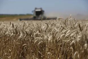Sobre 17 millones de toneladas, los productores ya vendieron el 51% de la cosecha