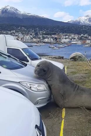 El ejemplar de elefante marino apoyó plácidamente su cabeza sobre la trompa del automóvil en un estacionamiento, en Ushuaia, capital de Tierra del Fuego