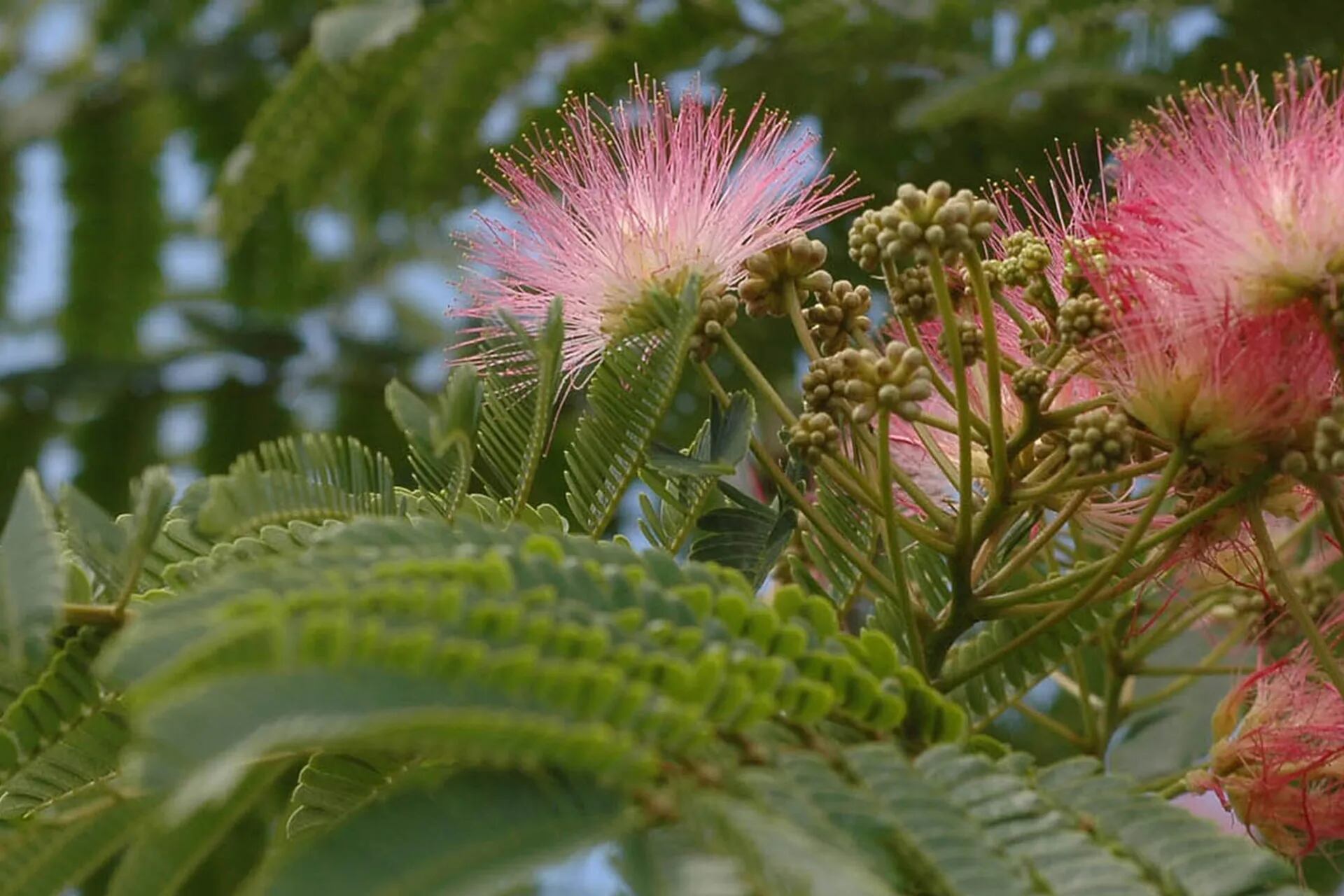 Qué árboles elegir para perfumar el aire con la fragancia de sus flores -  LA NACION