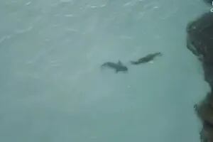 Video: el impactante enfrentamiento entre un enorme tiburón y un cocodrilo