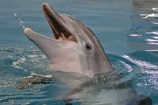 Murió Winter, la delfín que usaba una prótesis en la cola e inspiró dos películas