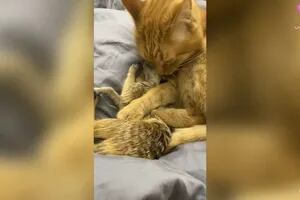 La curiosa amistad entre un gato y dos suricatas que se volvieron inseparables