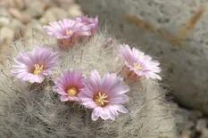 9 especies de cactus que florecen en primavera