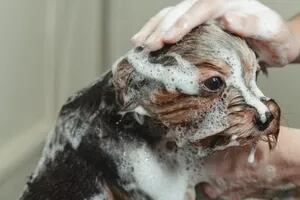 Los mejores trucos para bañar a tu perro en casa