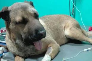 El perro fue atacado por una serpiente yarará cuando buscó defender a sus dueños 