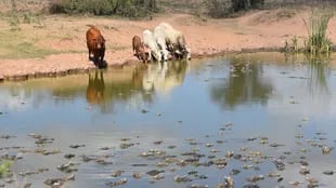 Aquí, el ganado y los animales silvestres, como los yacaré, tienen que compartir el poco de agua que hay en la región en época de sequía. (Foto: Roque González Vera)