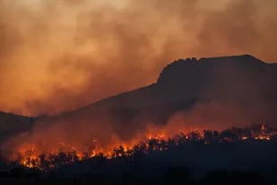“16 canchas de fútbol por minuto”: la impactante cantidad de árboles calcinados en incendios