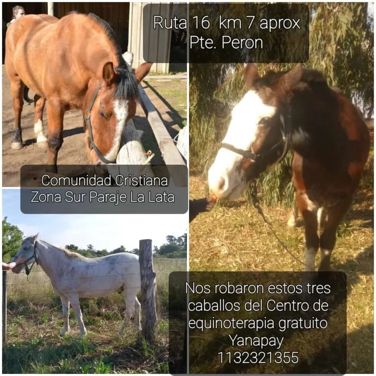 Rayo, Lucero y Gato, los tres caballos que se robaron