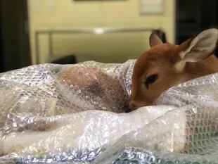 La cría de ciervo de los pantanos cuando ingresó al hospital veterinario.