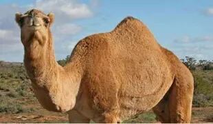Los camellos serán ejecutados desde diferentes helicópteros