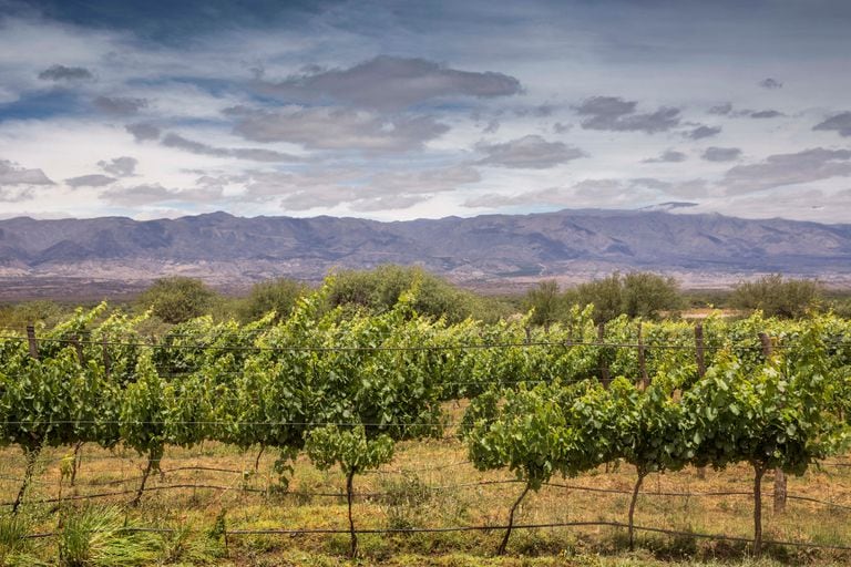 La nueva ruta del vino está en Tucumán - LA NACION