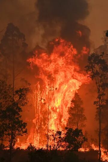 En período estival, los incendios de maleza y monte bajo son frecuentes en Australia, pero este año empezaron de forma precoz
