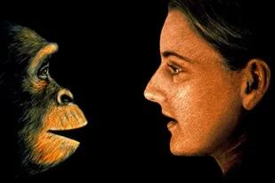 "Un error muy común es pensar que descendemos de los monos", señaló el paleoantropólogo español José María Bermúdez de Castro