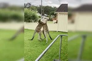 El momento en el que dos canguros enfurecidos se pelean en el patio de una casa en Australia
