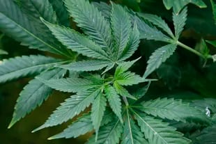 El gobierno de Tailandia repartirá un millón de plantas de marihuana entre sus habitantes