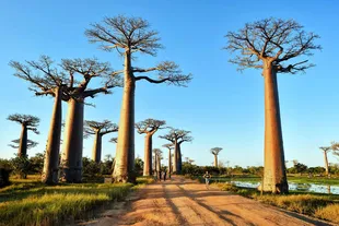 Avenida de los Baobabs de Marruecos