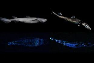 Los tiburones bioluminiscentes encontrados en las costas de la Isla Sur de Nueva Zelanda   Foto: Twitter @niwa_nz
