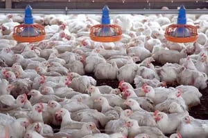 Se conoció la primera nómina de beneficiarios del programa de asistencia por gripe aviar