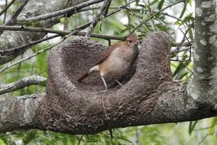 El hornero en su nido conforma de hornito de adobe