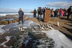 Regresaron al mar 13 pingüinos que padecieron desnutrición, lastimaduras y ataques