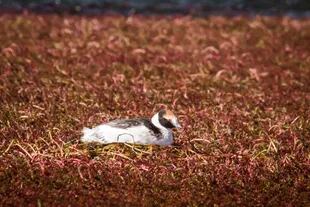 Macá empollando sobre vinagrilla, hierba que crece cerca de las lagunas con la que estas aves hacen sus nidos.