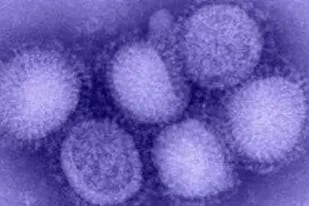 18-11-2020 Virus de la gripe. SALUD CDC, 2020