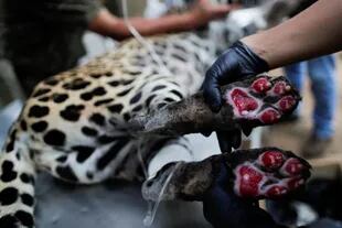 La imagen del jaguar hembra, Amanaci, lastimada por los incendios en el Pantanal dio la vuelta al mundo