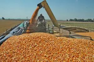El precio del maíz volvió a caer en Chicago, en medio de la crisis del etanol