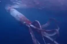Buceaban en el mar de Japón y se encontraron con un calamar colosal