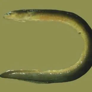 El ejemplar que recogió la mujer de Australia era una larva de una anguila llamada de aleta corta o bicolor
