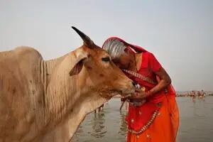 Abrazar a una vaca en lugar de la pareja: el insólito pedido del gobierno indio para San Valentín