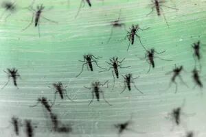 Confirman la primera muerte por dengue